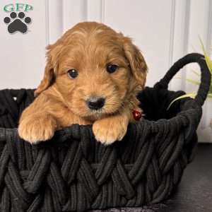 Zeus, Mini Goldendoodle Puppy